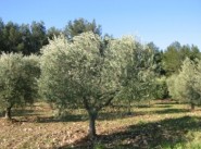 Achat vente terrain Fontvieille